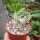 Pachypodium brevicaule x densiflorum F2