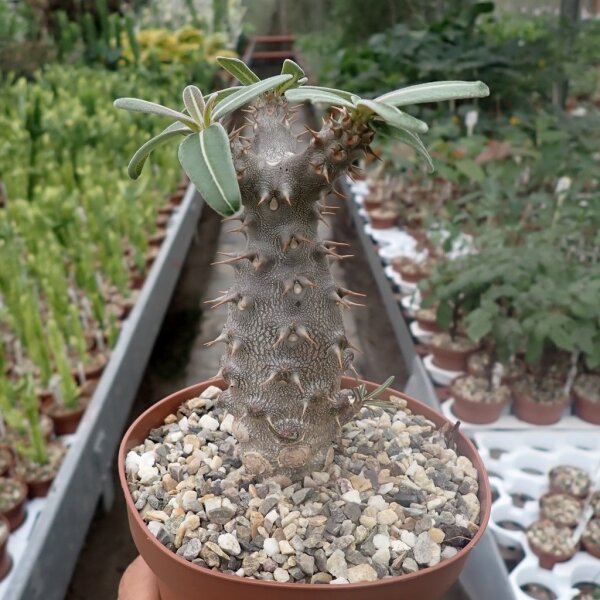 Pachypodium rosulatum ssp. cactipes