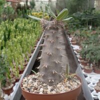 Pachypodium rosulatum ssp. cactipes