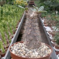 Pachypodium rosulatum ssp. cactipes