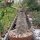 Pachypodium rosulatum ssp. cactipes