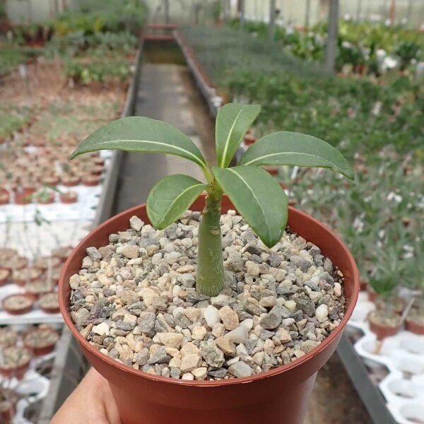 Pachypodium decaryi CITES, not outside EU