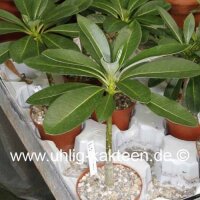Pachypodium decaryi CITES, not outside EU