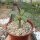 Pachypodium decaryi CITES, not outside EU
