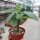 Pachypodium decaryi CITES, not outside EU