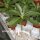 Pachypodium decaryi CITES, not outside EU