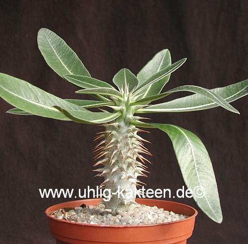 Pachypodium densiflorum