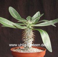Pachypodium densiflorum