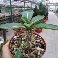 Pachypodium densiflorum