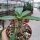 Pachypodium densiflorum