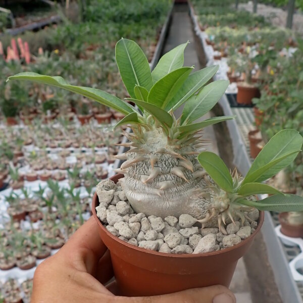 Pachypodium eburneum