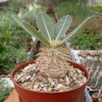 Pachypodium eburneum