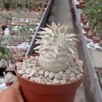 Pachypodium eburneum