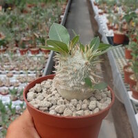 Pachypodium eburneum
