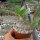 Pachypodium eburneum