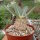 Pachypodium eburneum
