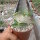 Pachypodium eburneum