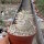 Pachypodium eburneum