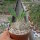 Pachypodium eburneum