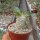 Pachypodium eburneum