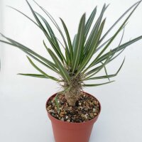 Pachypodium geayi