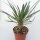 Pachypodium geayi