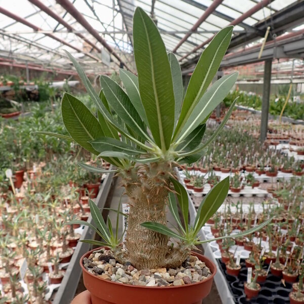Pachypodium horombense Madagaskar