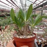 Pachypodium horombense Madagaskar