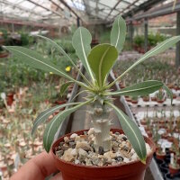 Pachypodium horombense Madagaskar