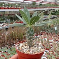 Pachypodium horombense Madagaskar