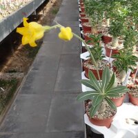 Pachypodium horombense Madagaskar