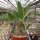 Pachypodium horombense Madagaskar