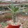 Pachypodium horombense Madagaskar