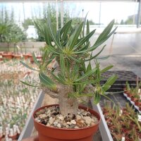 Pachypodium inopinatum