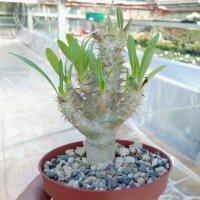 Pachypodium inopinatum