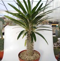 Pachypodium lamerei XL
