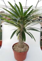 Pachypodium lamerei XL