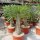 Pachypodium lamerei XL