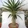 Pachypodium lamerei XL