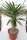 Pachypodium lamerei XL