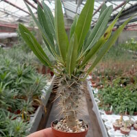 Pachypodium lamerei