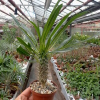 Pachypodium lamerei