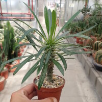 Pachypodium lamerei