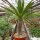 Pachypodium lamerei