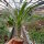 Pachypodium lamerei