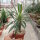 Pachypodium lamerei
