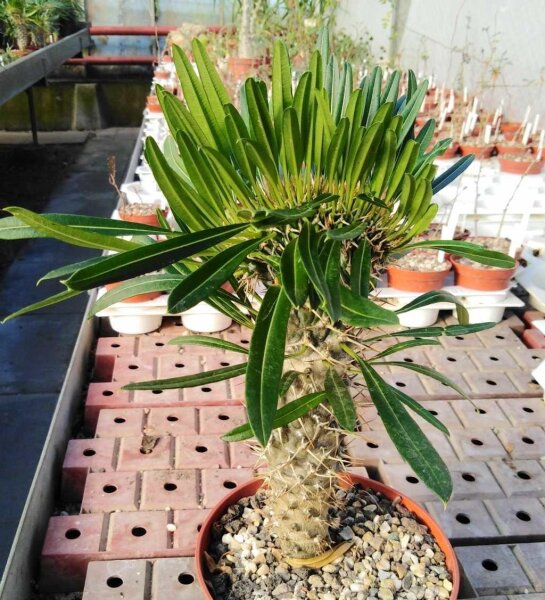 Pachypodium lamerei gepfr. cristata