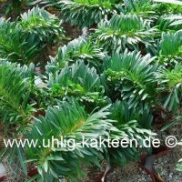 Pachypodium lamerei gepfr. cristata