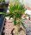 Pachypodium lamerei gepfr. cristata