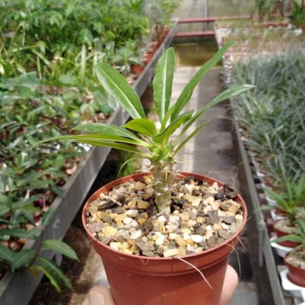 Pachypodium lamerei fo. fiherenense Fiherenana-Tal, Tulear, Madagaskar